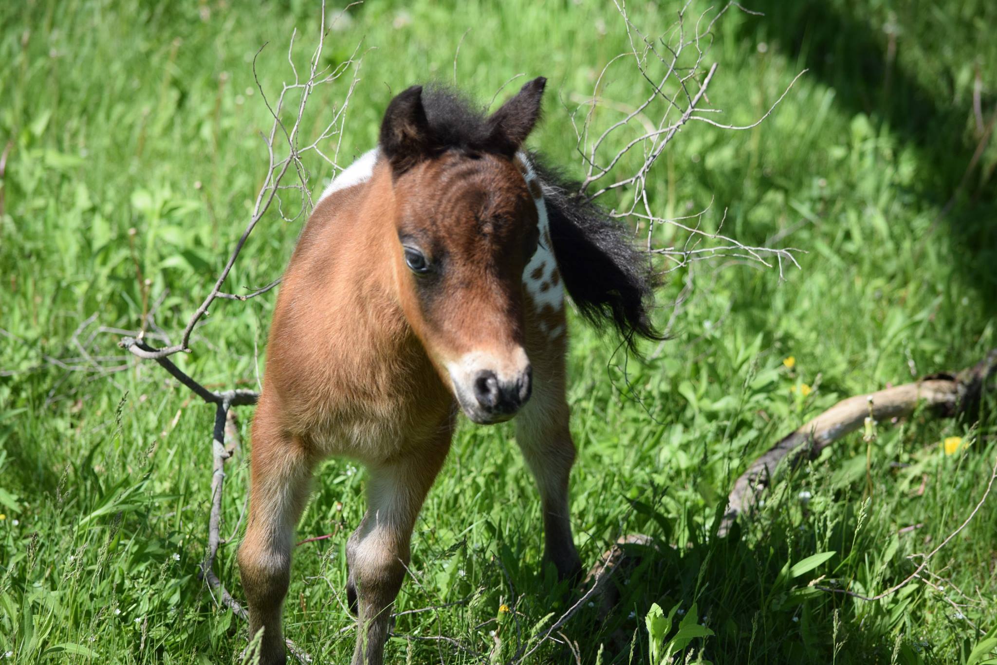 Toylands Falabella Miniature Horses